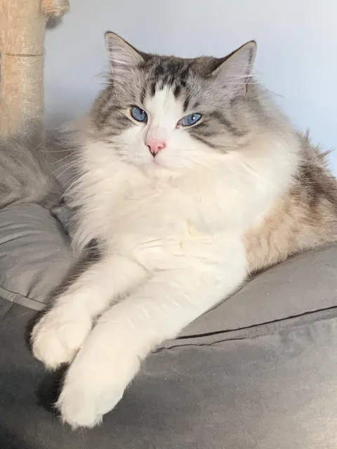 Chat Lutcha perdu à Paris 13e — récompense de 2 000 € Chat Paris 75012