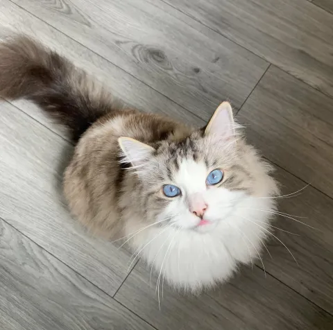 Chat Lutcha perdu à Paris 13e — récompense de 2 000 € Chat Paris 75012